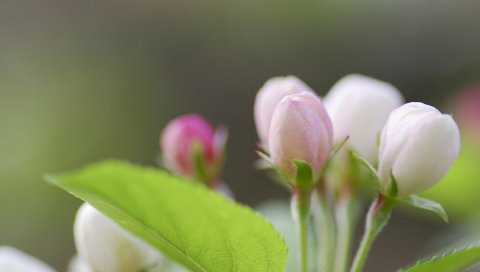 Листья, растения, яблоко, зеленый, ветка, цвет