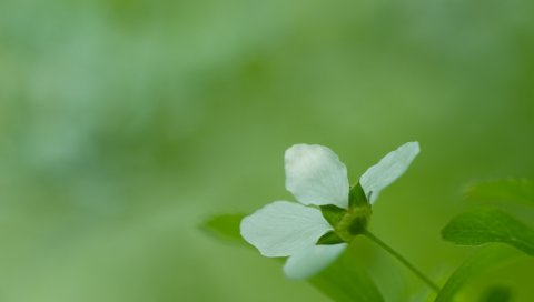 Цветок, трава, размыты,