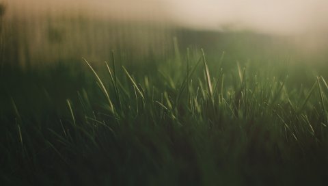 Трава, туман, свет,
