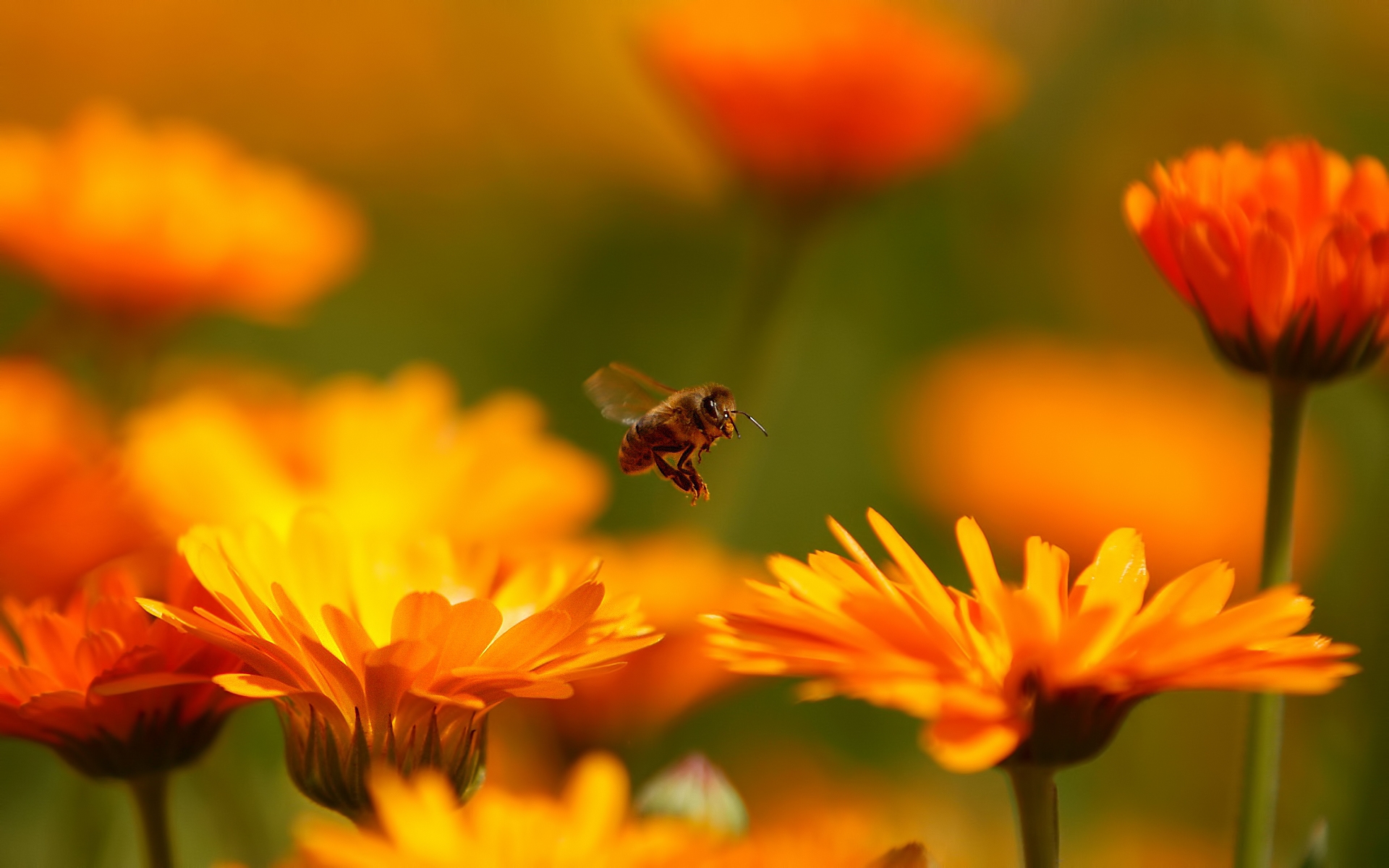 Картинки Муха, цветок, пчела, насекомое фото и обои на рабочий стол