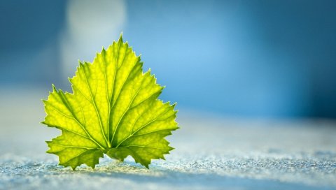 Лист, фон, фантазия, поверхность