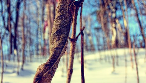 Трава, снег, ветка, сухой, зима