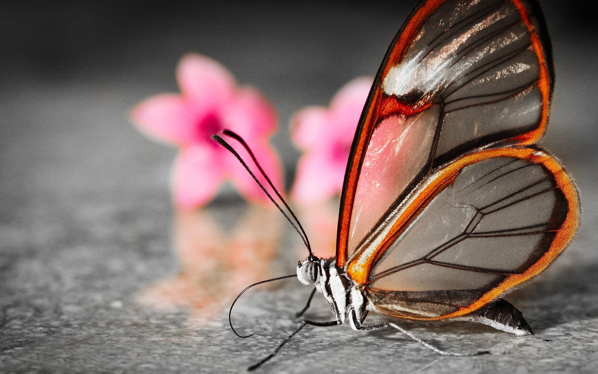 Картинки Бабочка, крылья, цветок, узоры фото и обои на рабочий стол