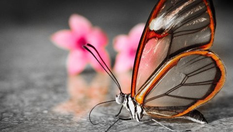 Бабочка, крылья, цветок, узоры