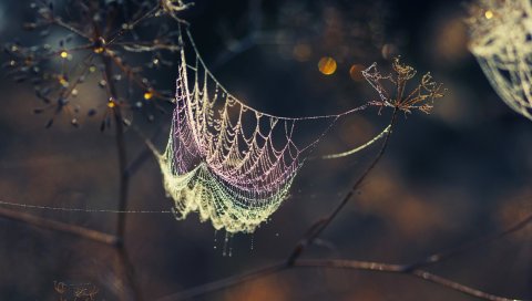 Паутины, ветви, тени,