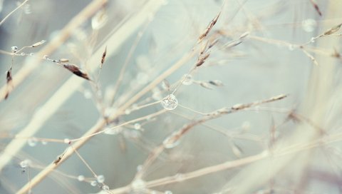 растения, свет, семена, одуванчика, веб -
