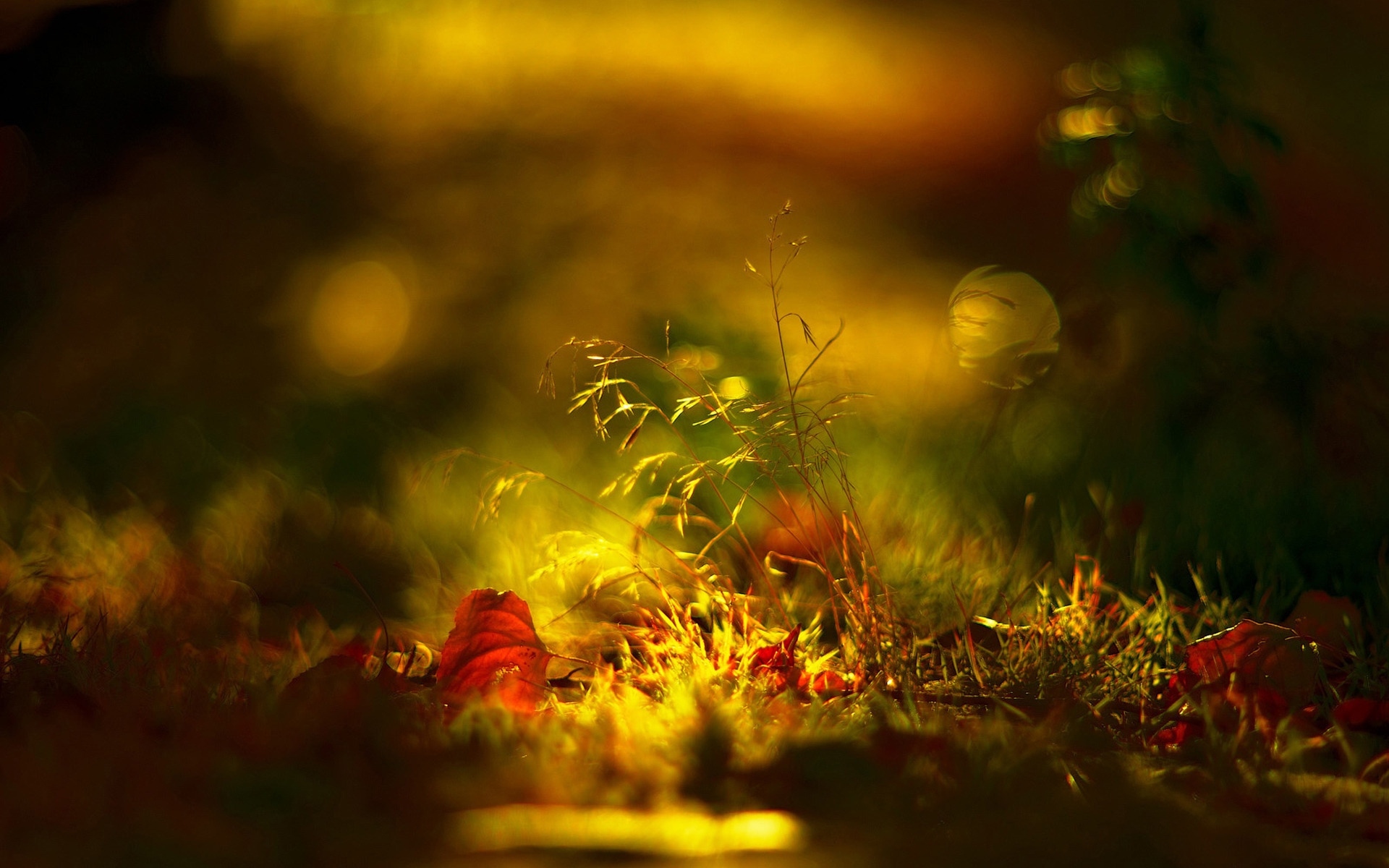 Картинки трава, свет, осень, тень фото и обои на рабочий стол