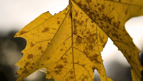 клена, листья, сухие, осень