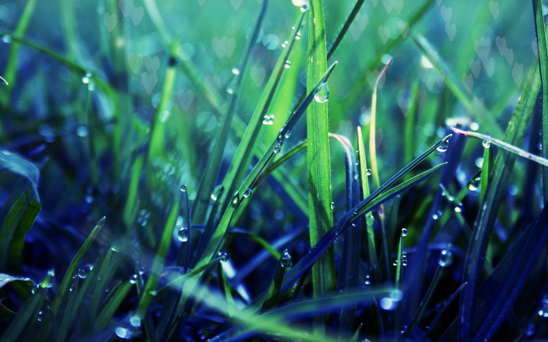 Успокоительные картинки. Роса на траве. Сине зеленые растения. Трава Макросъемка. Голубая трава.