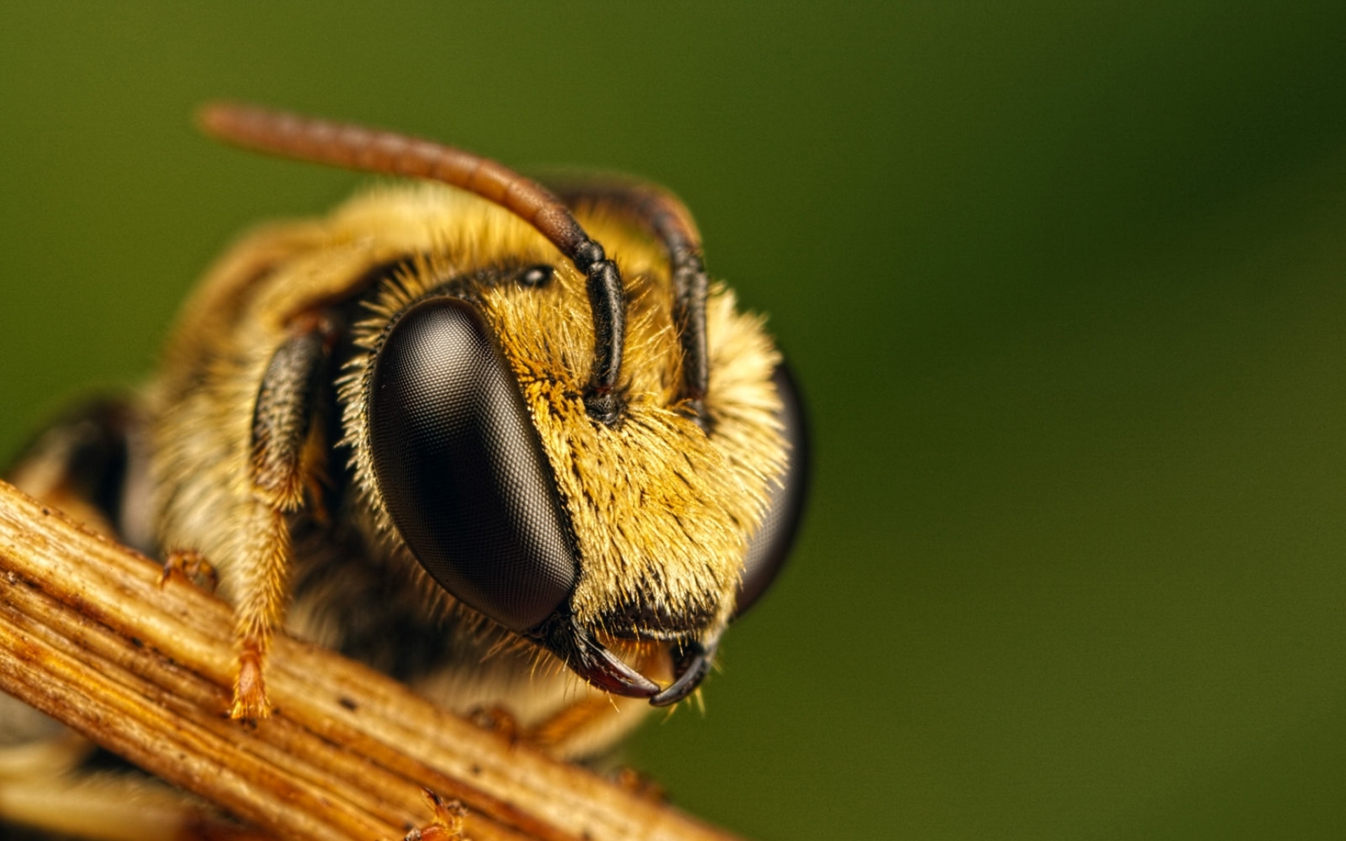 Картинки Пчела, глаза, насекомое, муха фото и обои на рабочий стол