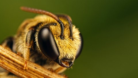 Пчела, глаза, насекомое, муха