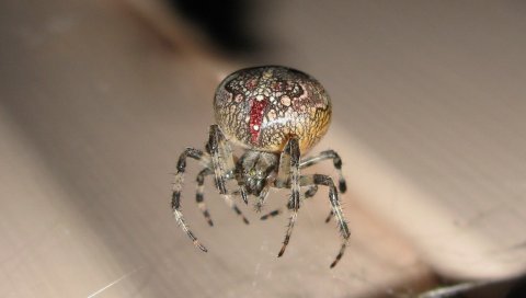 Паук, насекомое, поверхность, большой