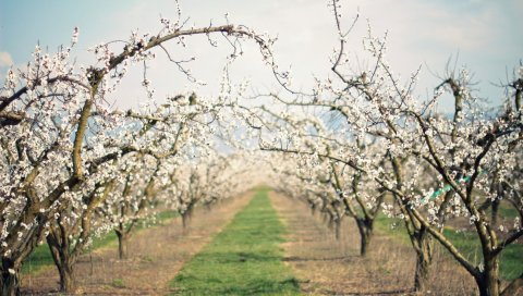 Путь, сад, цветение, весна, яблоня