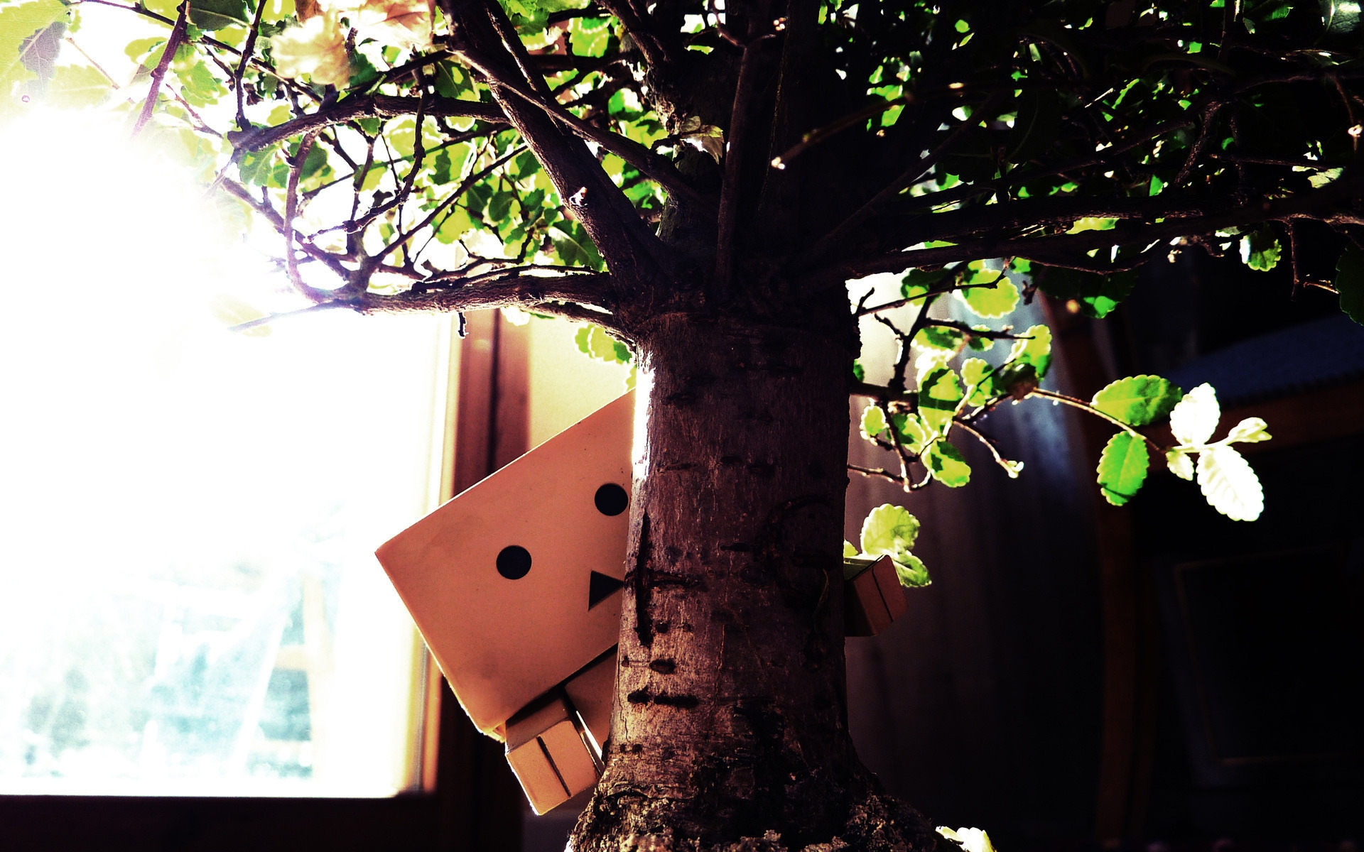 Картинки Danboard, дерево, фото и обои на рабочий стол