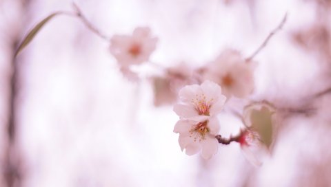 Цветы, цветение, растения, весна
