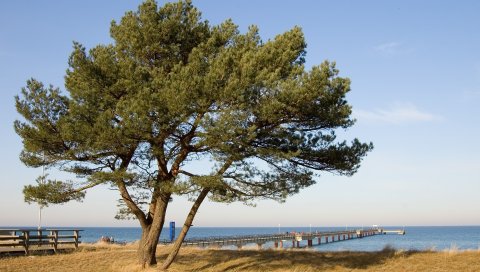 дерево, пирс, море, побережье, защита, осенние