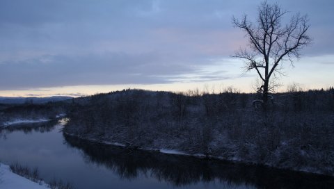 река, дерево, кусты, берег, вечер, тусклость