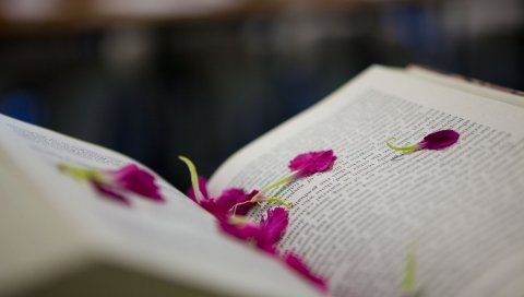 книга, лепестки, цветок
