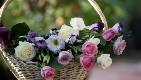Розы, lisianthus russell, цветы, корзина, размытие