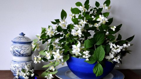 Жасмин, цветок, весна, миска, фарфор