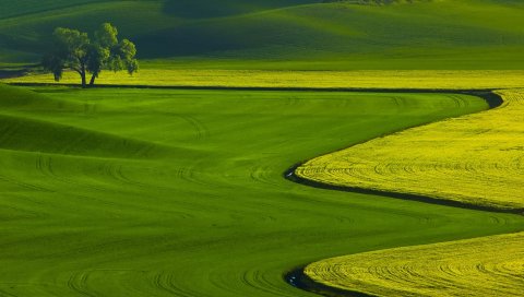 Поле, линия, цвета, оттенки, зеленый, различия, изгибы, дерево, одиночество