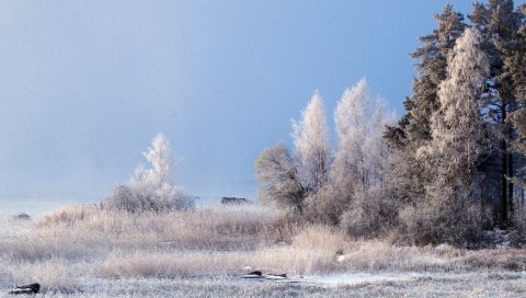 Зима, лес, иней, мечта