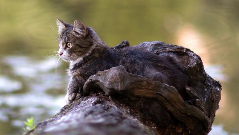 Кот, лежа, лес, река, часы