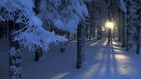 Дерево, снег, солнце, лучи, рассвет, мороз, сугробы, холод, пробуждение