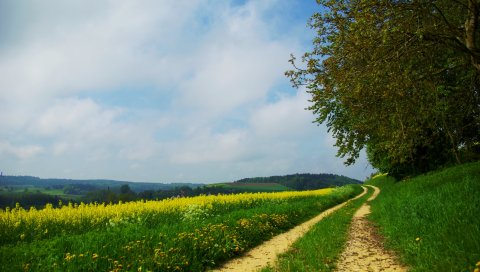 Дорога, страна, лето, цветы, желтый, день, поляна
