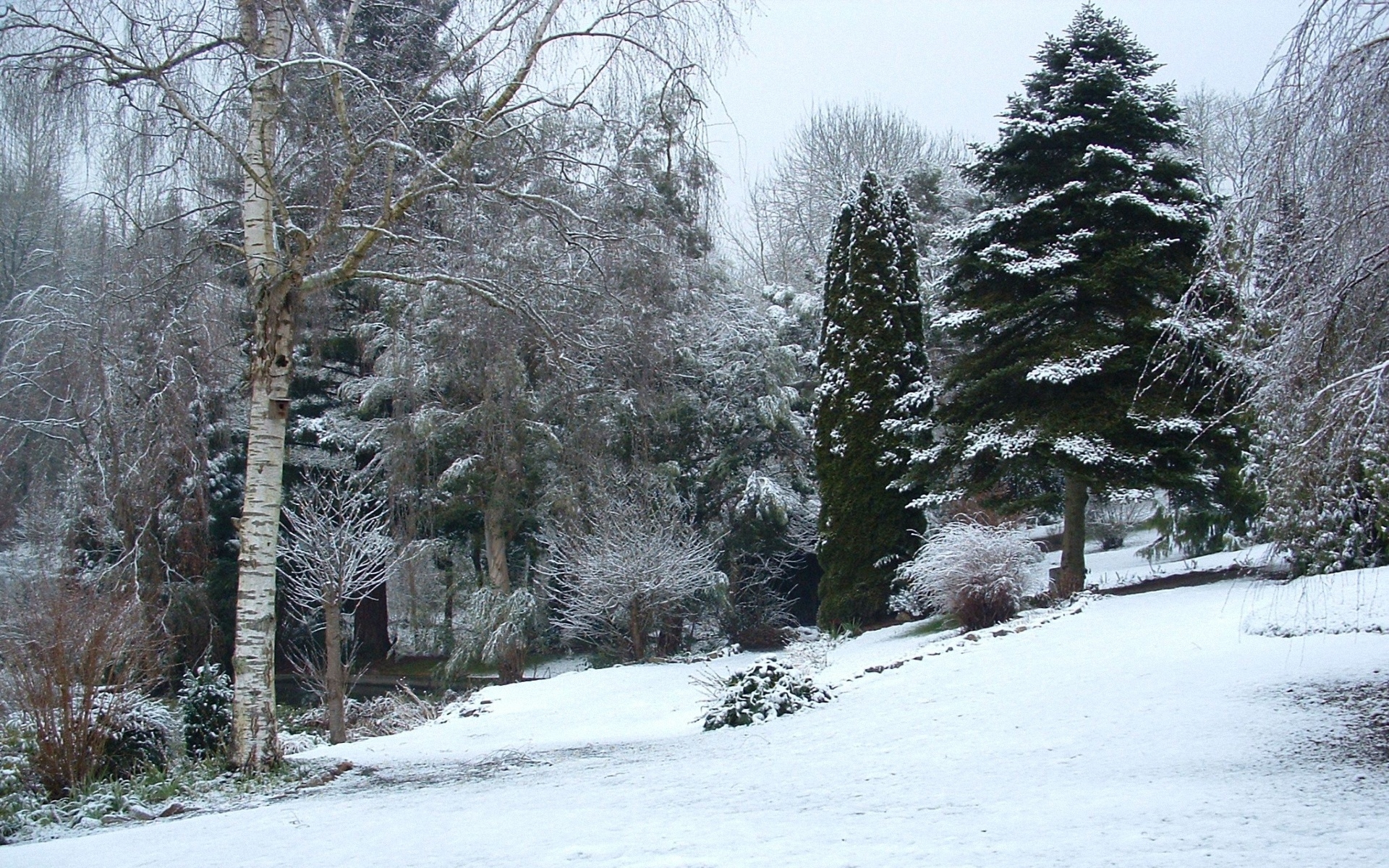 Картинки Дерево, зима, деревья, питомник, разнообразие, снег фото и обои на рабочий стол