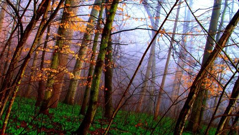 Дерево, деревья, трава, осень, ковер