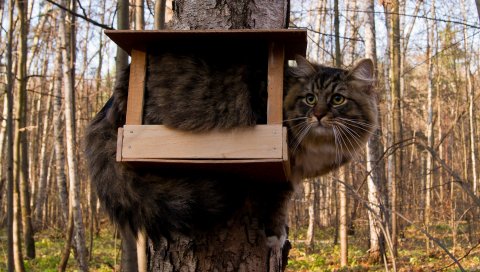 Кот, птица, сидеть, смешно, дерево, лес, пушистый