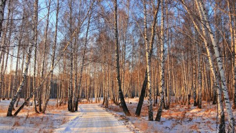 Дорога, лес, березовая роща, зима, свет