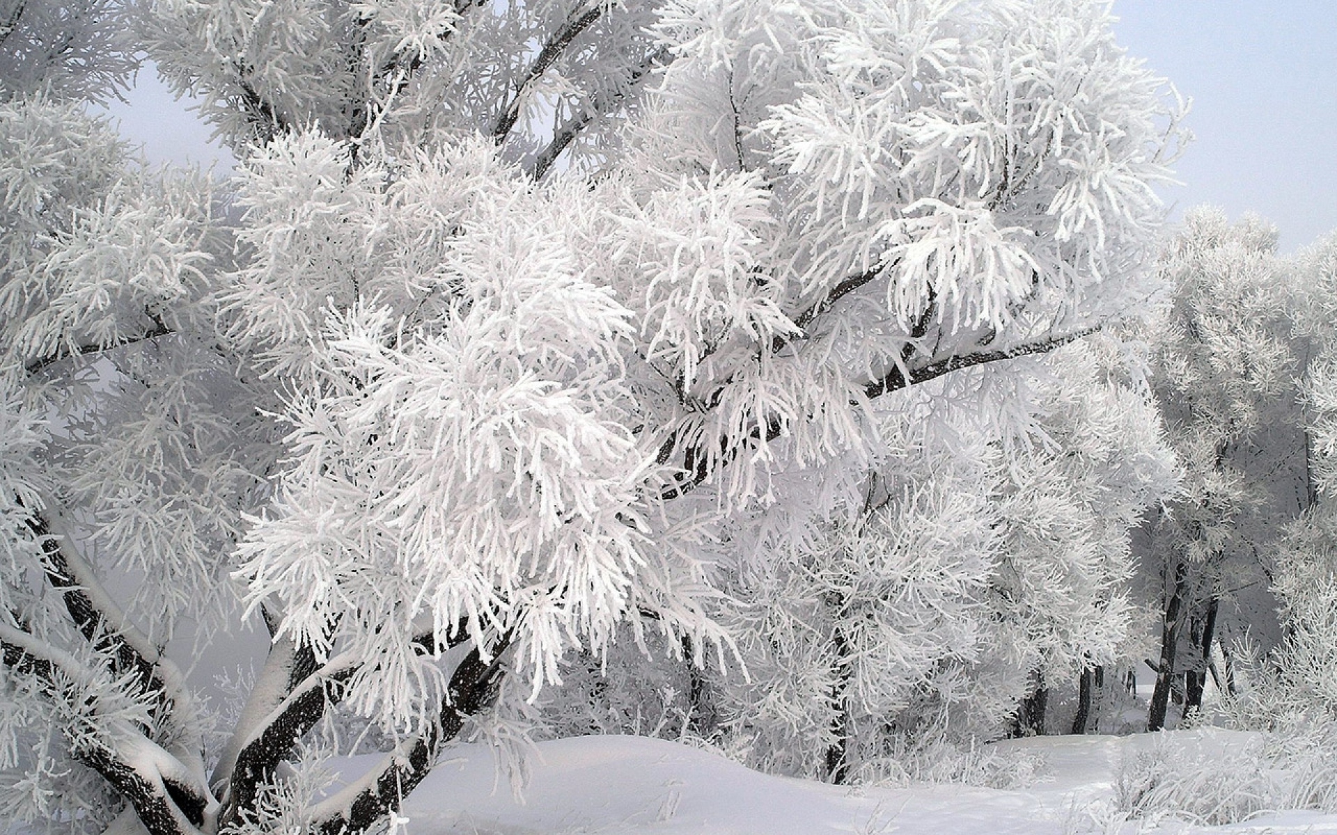 Картинки Мороз, дерево, ветка, декабрь, зима фото и обои на рабочий стол