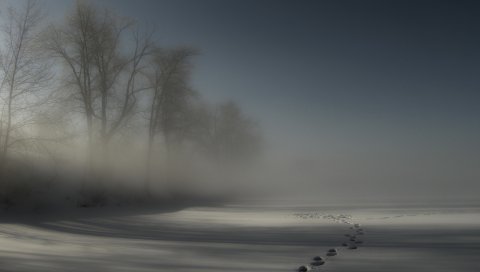 Треки, туман, снег, деревья, тьма, ночь, дрифты, обложка, тайна