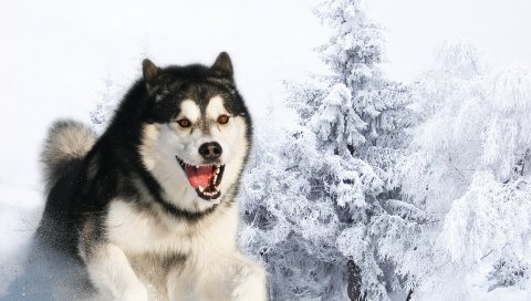 Хаски, собака, пушистый, лицо, волосы