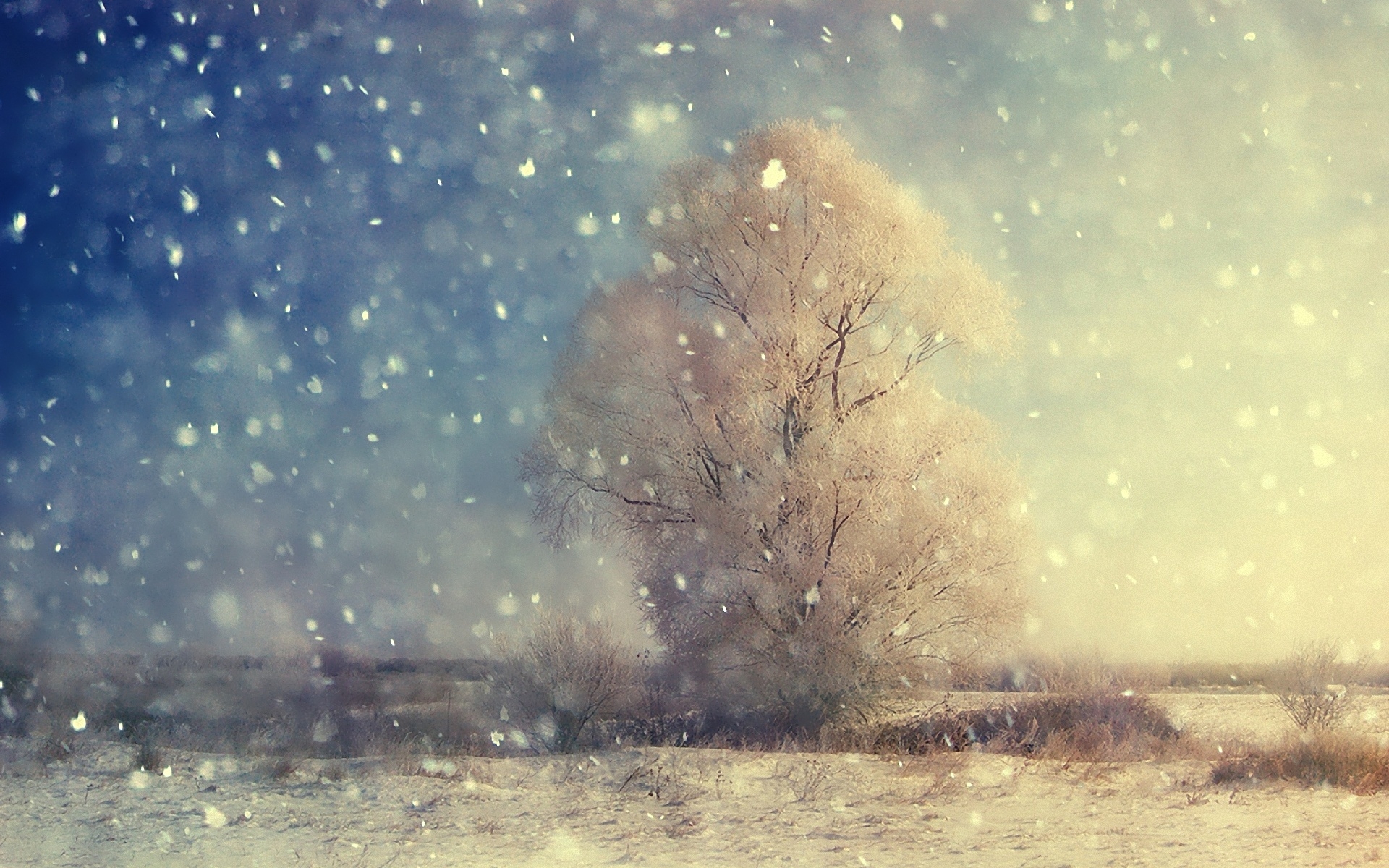 Картинки Снег, дерево, зерно, поле, зима фото и обои на рабочий стол