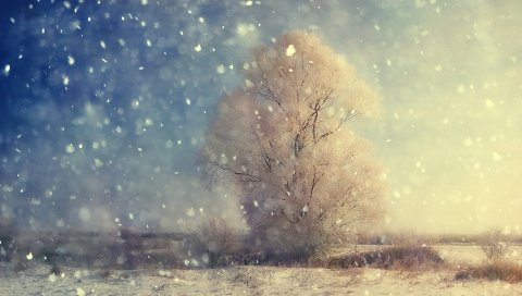 Снег, дерево, зерно, поле, зима