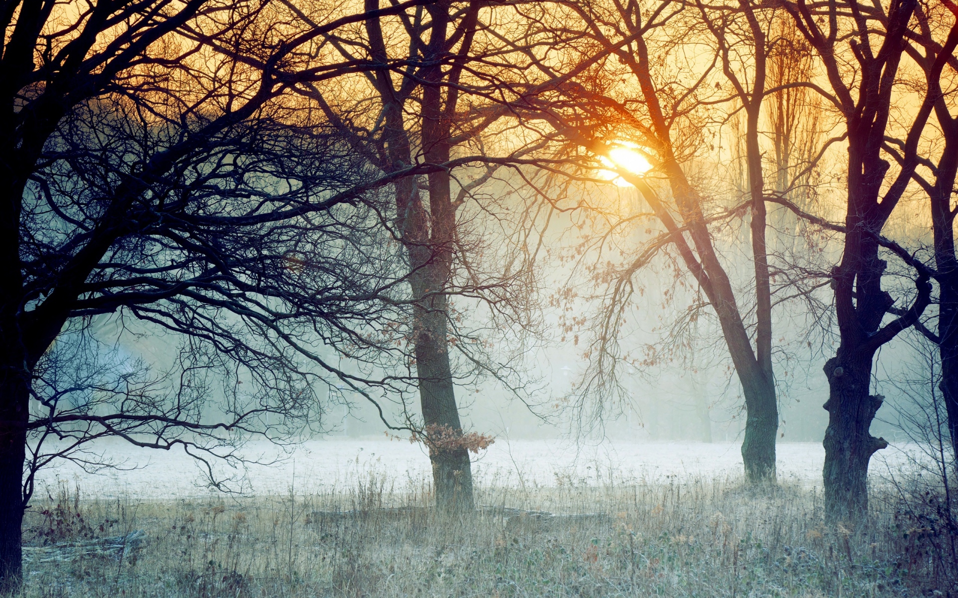 Картинки Утро, лес, деревья, туман, трава, мороз, ветви, рассвет фото и обои на рабочий стол