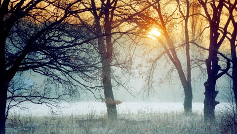 Утро, лес, деревья, туман, трава, мороз, ветви, рассвет