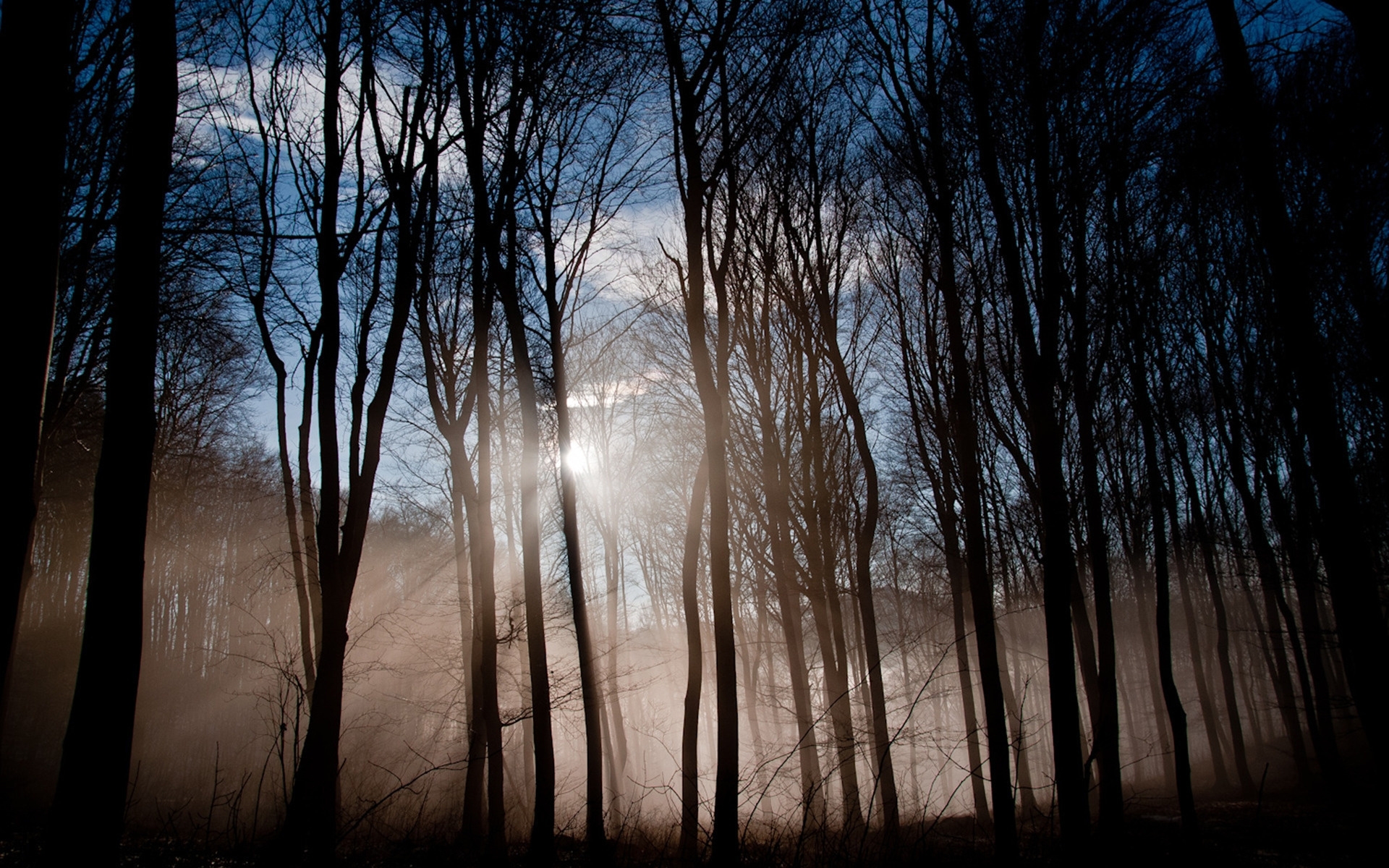Картинки Лес, солнце, свет, утро, бодрствование, туман, туман фото и обои на рабочий стол