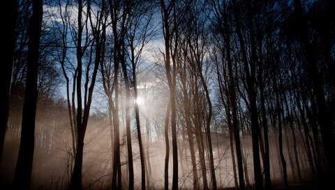 Лес, солнце, свет, утро, бодрствование, туман, туман