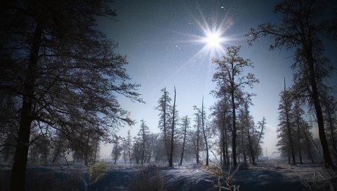 Зима, солнце, свет, утро, снег, зерно, лес