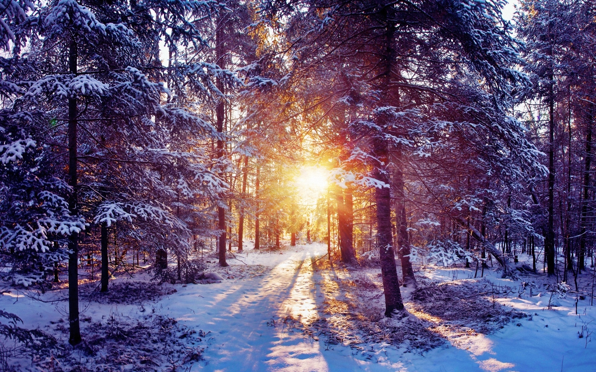 Картинки Солнце, свет, деревья, лес, куст, снег фото и обои на рабочий стол