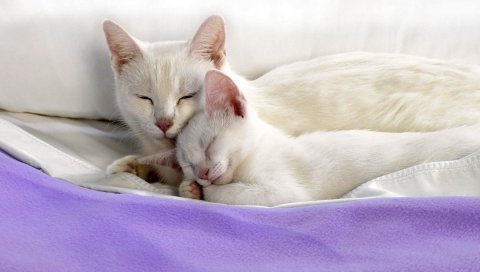Кошка, котенок, ложь, уход, постель, материал