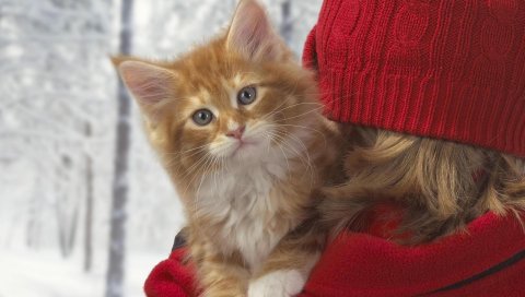 Кошка, лицо, рука, цвет, зима