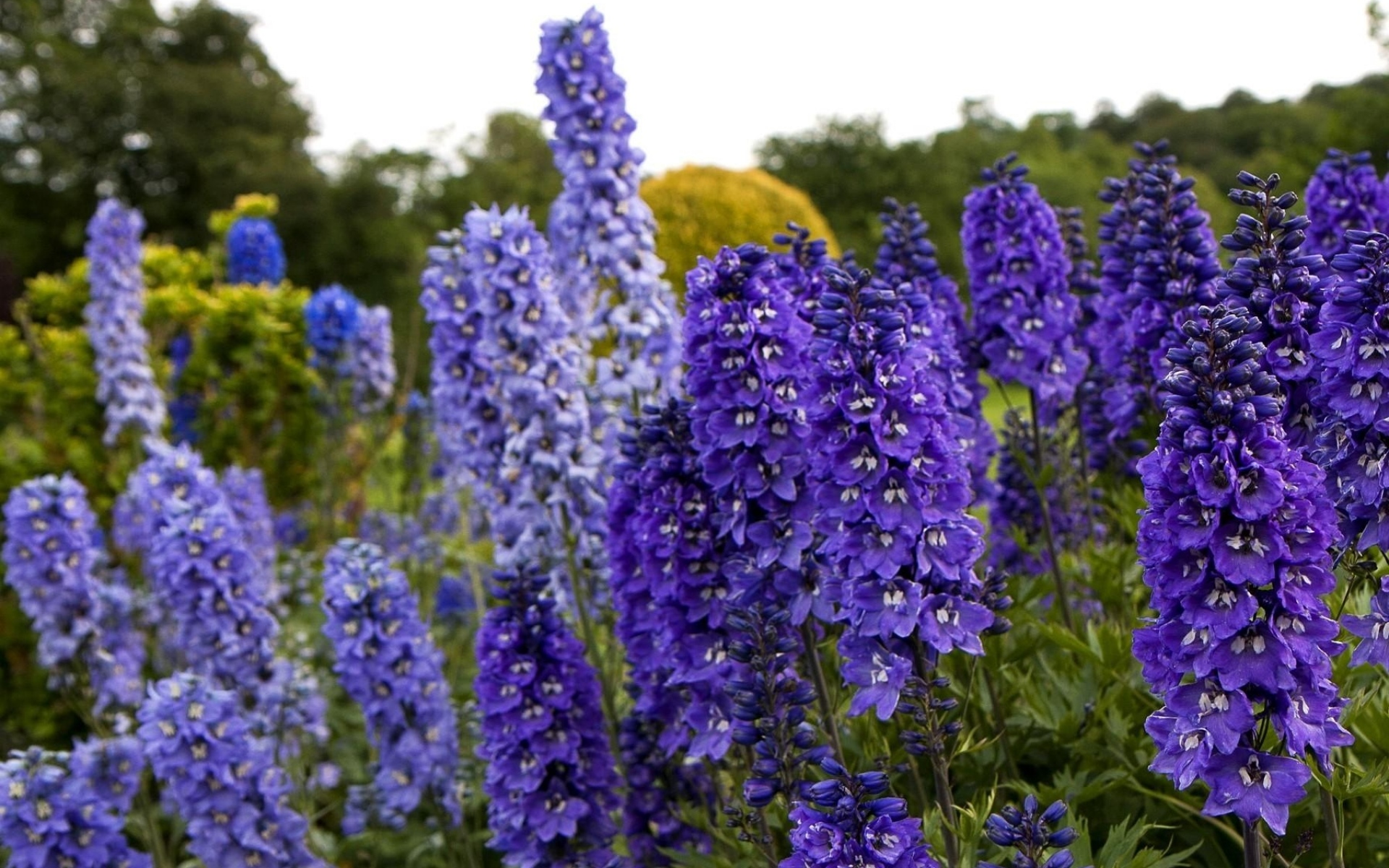 Дельфиниум. Шпорник дельфиниум. Дельфиниум гибридный. Delphinium — живокость. Дельфиниум Аякса Ларкспур.