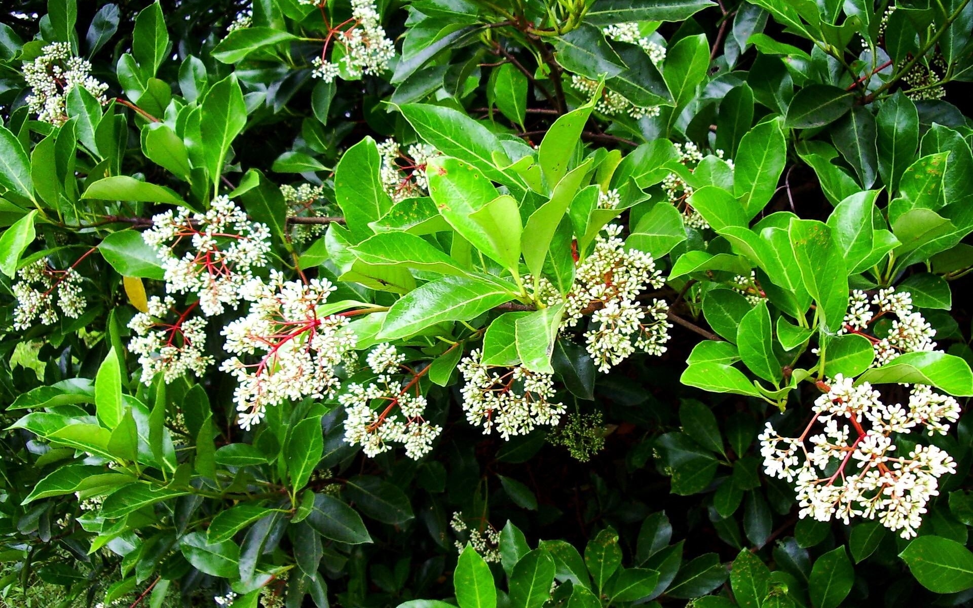 Картинки Цветы, кустарники, травы, веточки фото и обои на рабочий стол