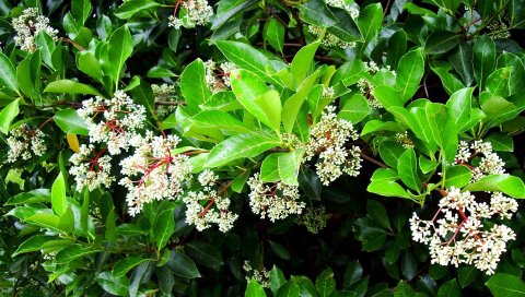 Цветы, кустарники, травы, веточки