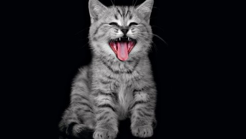 Котенок, темный, пушистый, крик